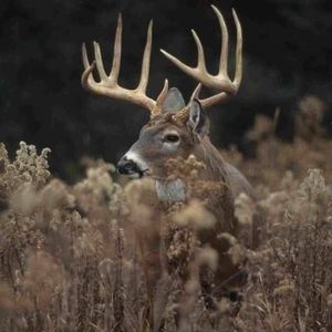 Meet your Posher, Richard